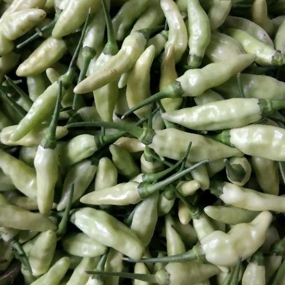 

Cabai fresh segar 100g