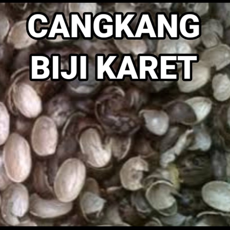 KODE Q15D Cangkang BIJI KARET per kilo