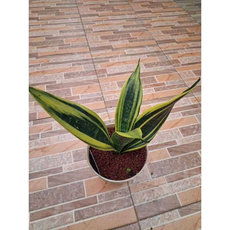 Sansivera Golden Flame