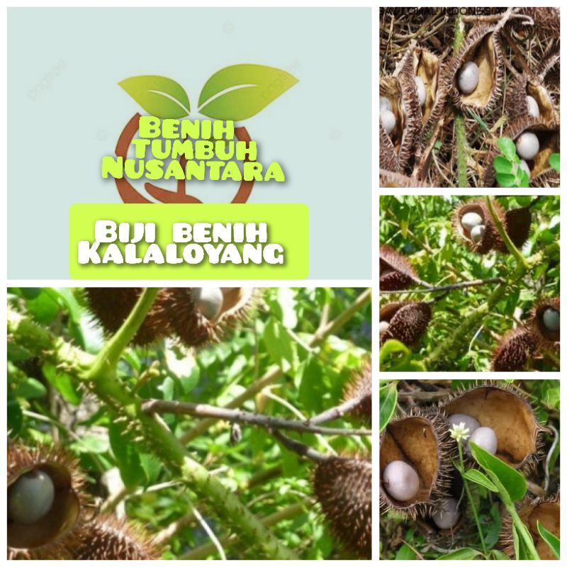 8 butir biji buah kalaloyang/gorek/kebiul