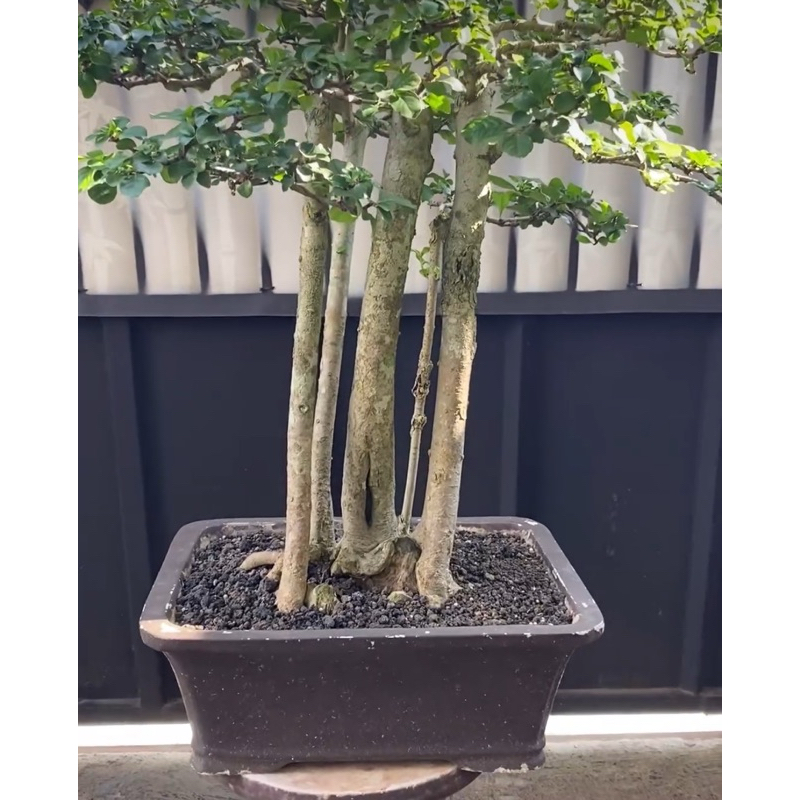 Bonsai Delima Batu