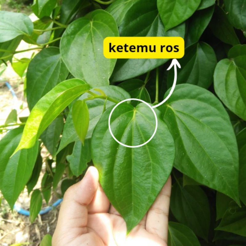 

DAUN SURUH SIRIH HIJAU KETEMU ROS PER LEMBAR