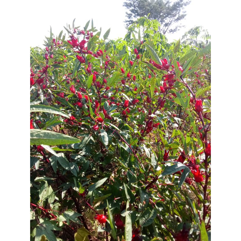 

teh bunga Rosela merah kering 1 kg panen baru 2025. premium great a...kualitas terjamin dan terjangkau