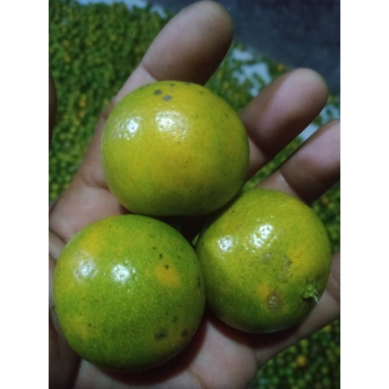 

jeruk peras sonkit/kasturi