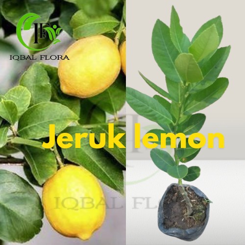 Bibit jeruk lemon pohon jeruk lemon