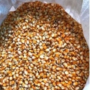 

Jagung pipil berkualitas untuk pangan ternak (1kg)