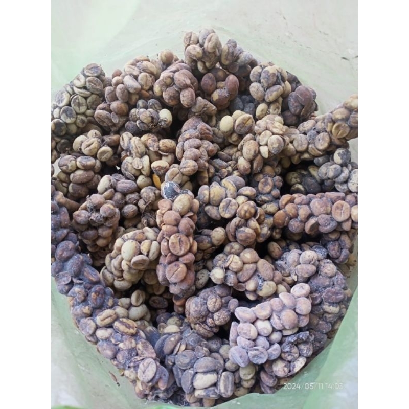 

Green bean kopi luwak asli lereng Lawu 1 kg