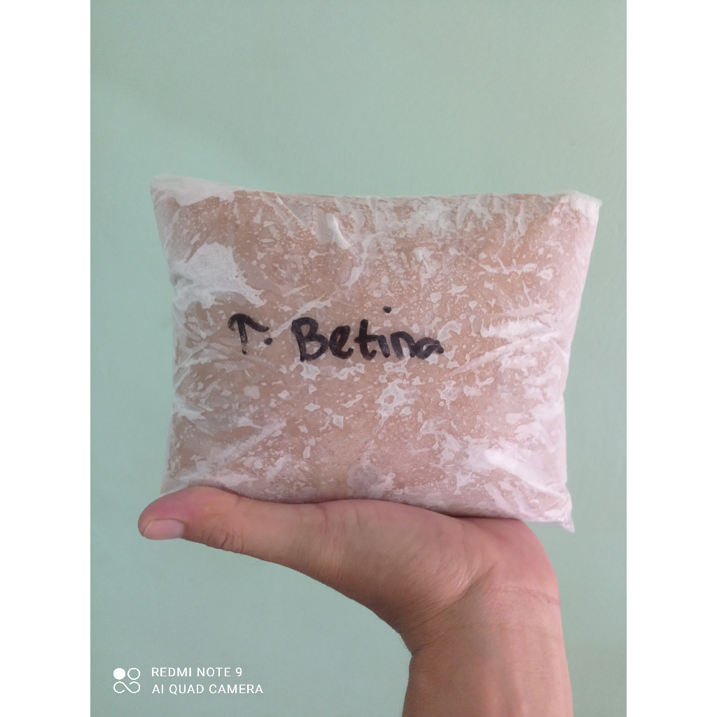 

Ikan Giling Tenggiri Premium Betina