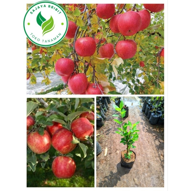BIBIT APEL HASIL CANGKOK