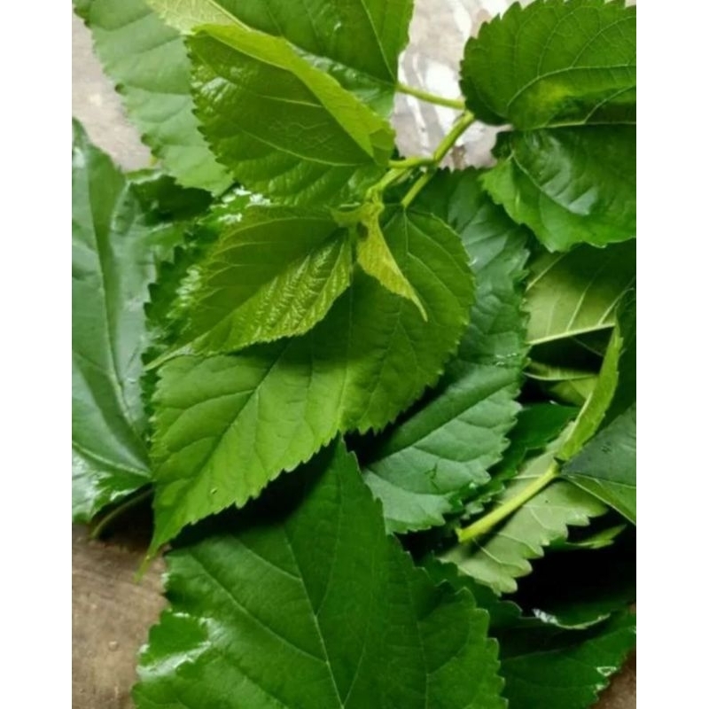 

daun murbei 100 lembar