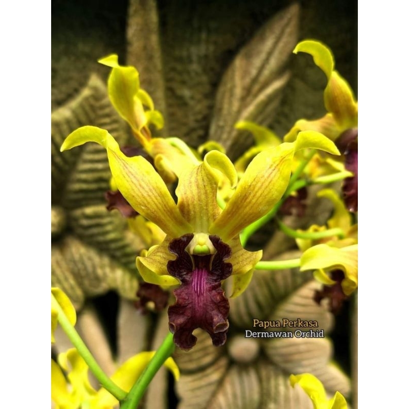 Dendrobium Papua perkasa (violaceaflavence x spectabile)