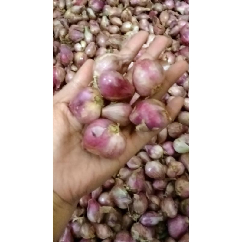 

bawang merah murah besar
