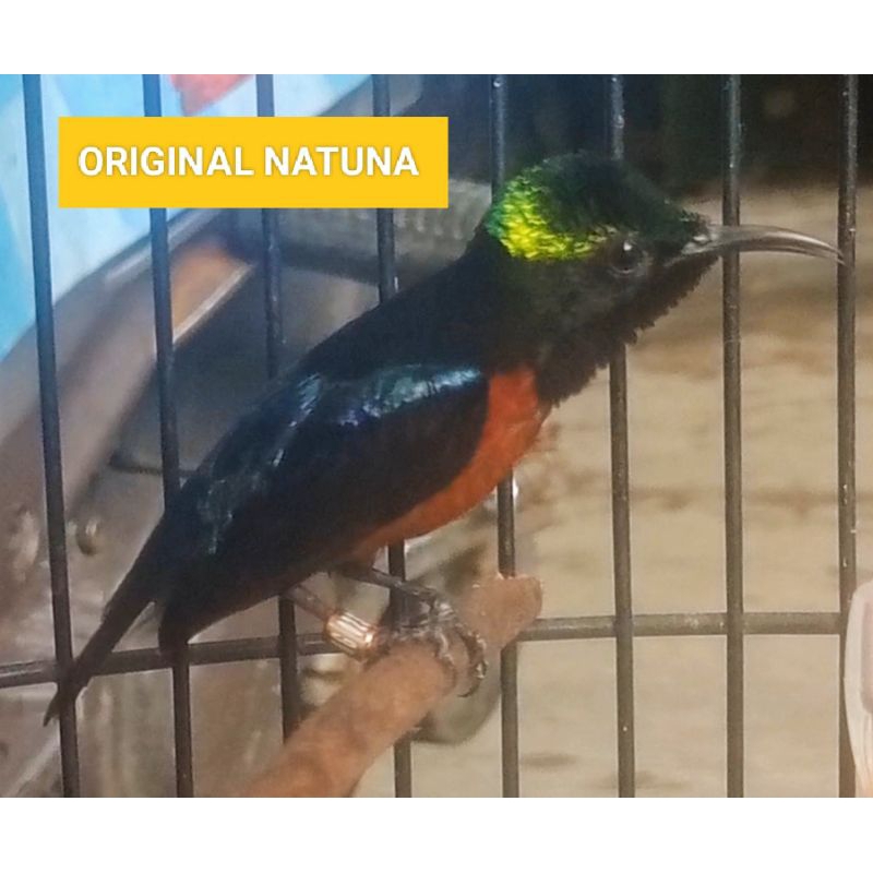 NEW- KOLIBRI NINJA (KONIN) METALIK ORY NATUNA