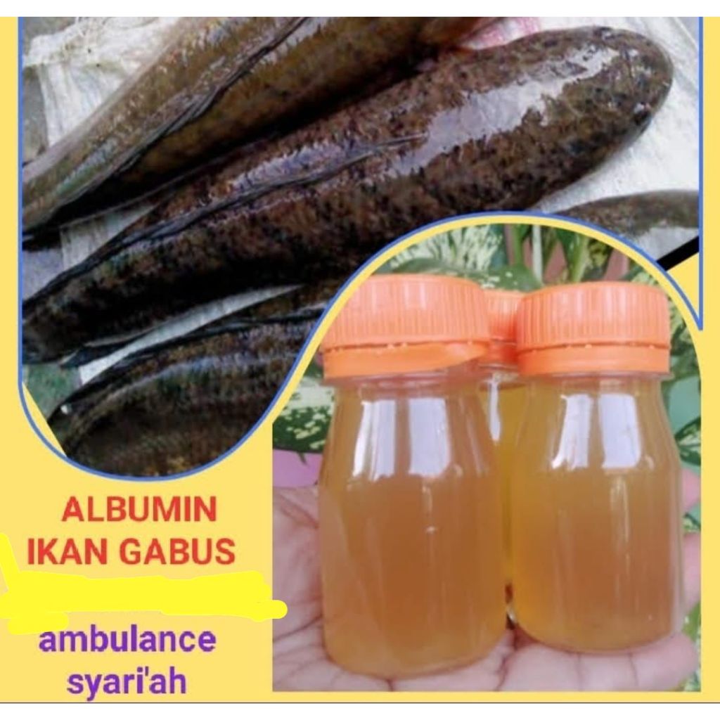 Albumin (Minyak Ikan Gabus)