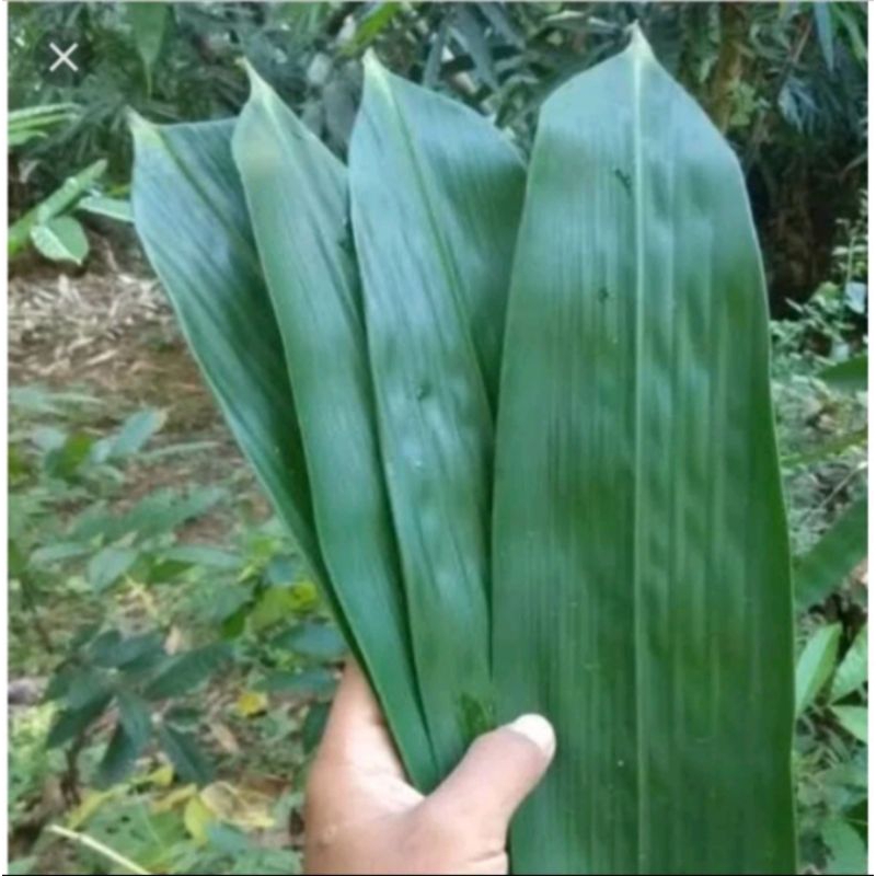 

Daun bambu segar bungkus bacang