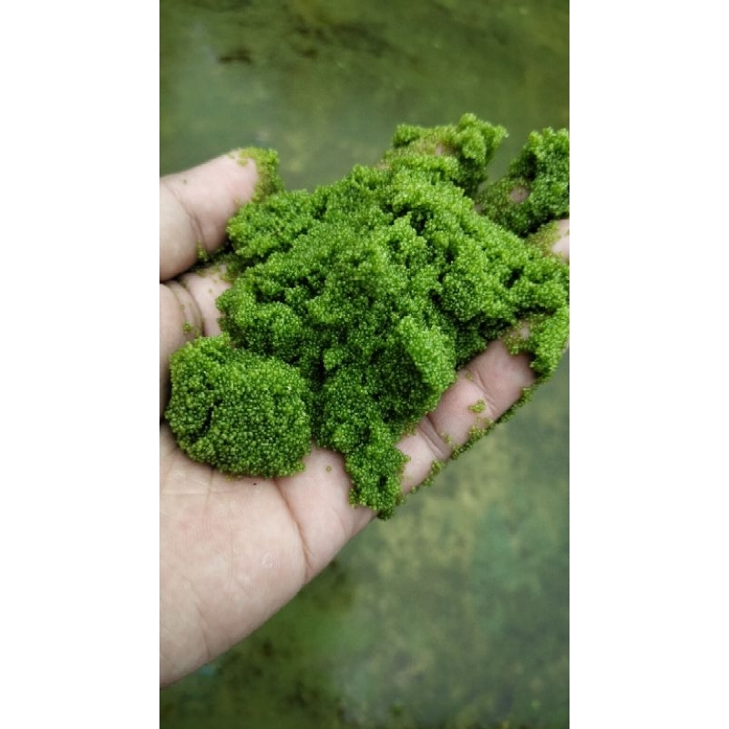 wolfia segar garansi hidup 100gr