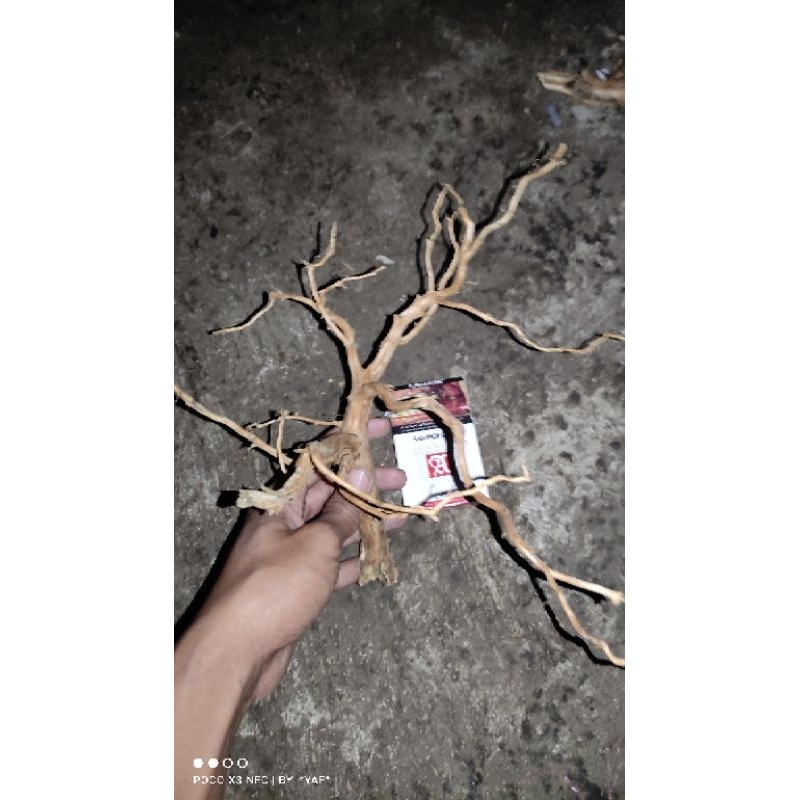 kayu rasamala aquarium