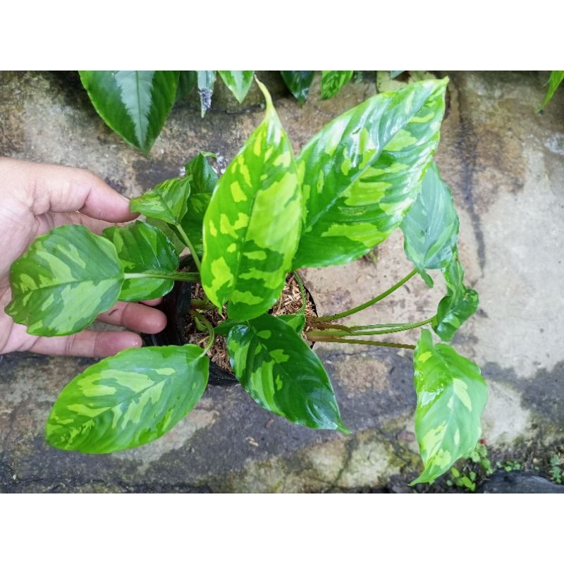 Schismatoglottis wallichii