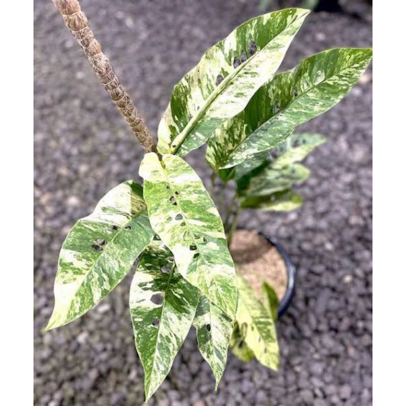 Rhaphidophora Foraminifera Varigata Sp Borneo / Endemik Asli Indonesia