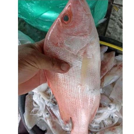 

Kakap Merah Fresh