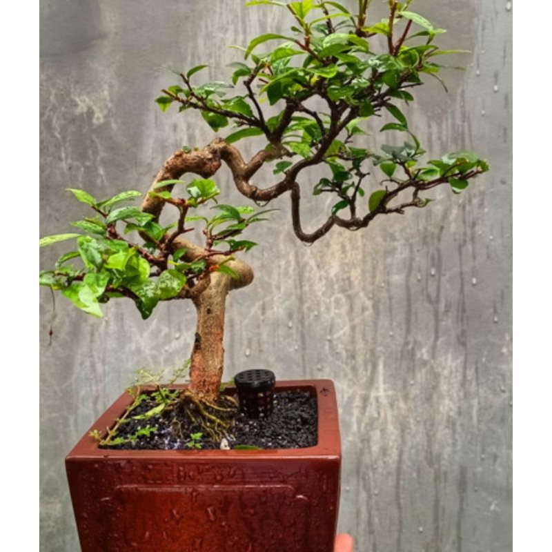 25 butir biji benih bonsai ANTING PUTRI