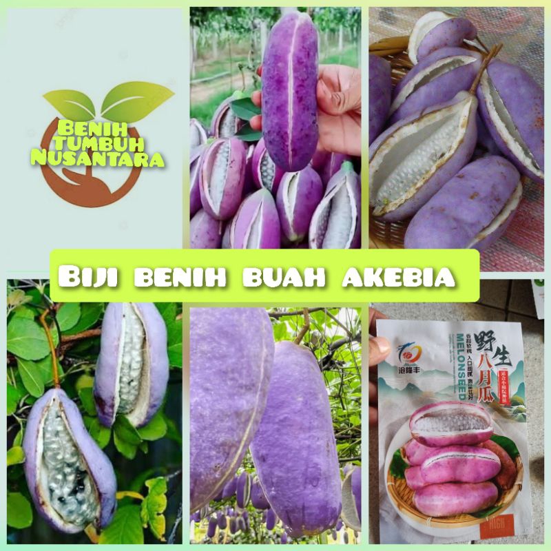 biji benih tanaman buah AKEBIA QUINATA