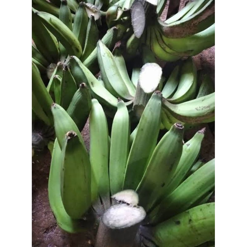 

pisang nangka mentah