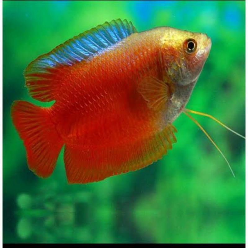 

sepasang sepat alius madu