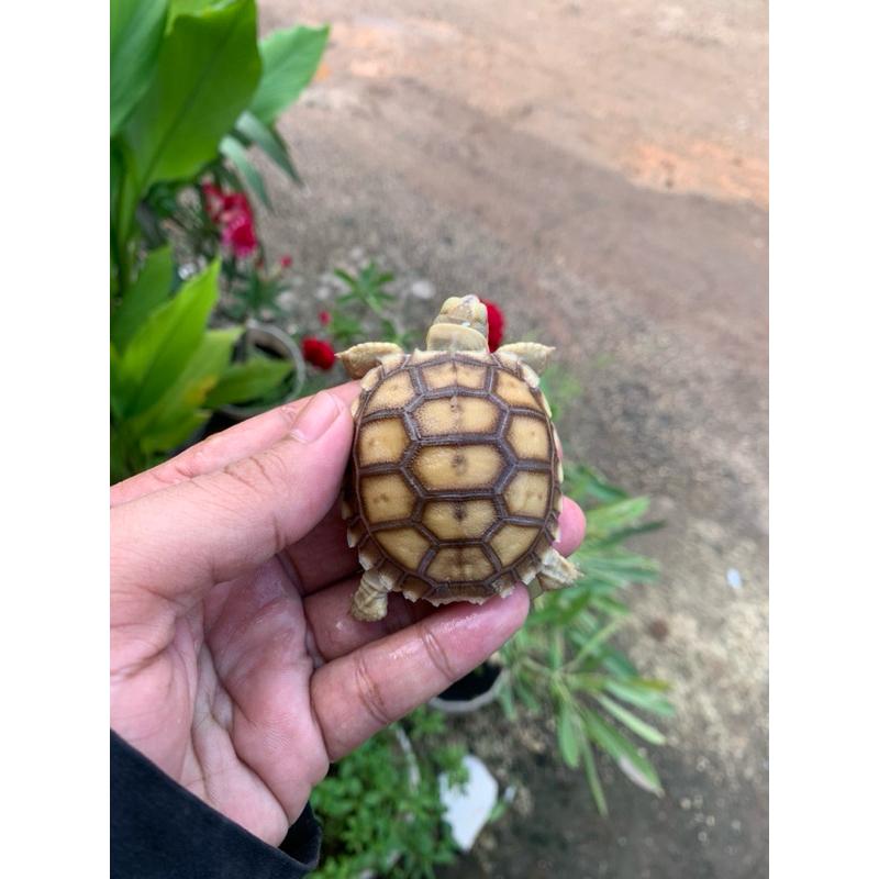 miniatur Sulcata 5-6cm