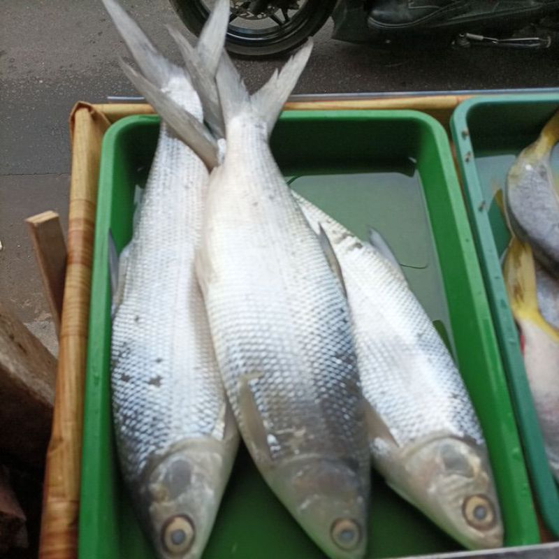 

BANDENG 1KG ISI 2 DAN 3