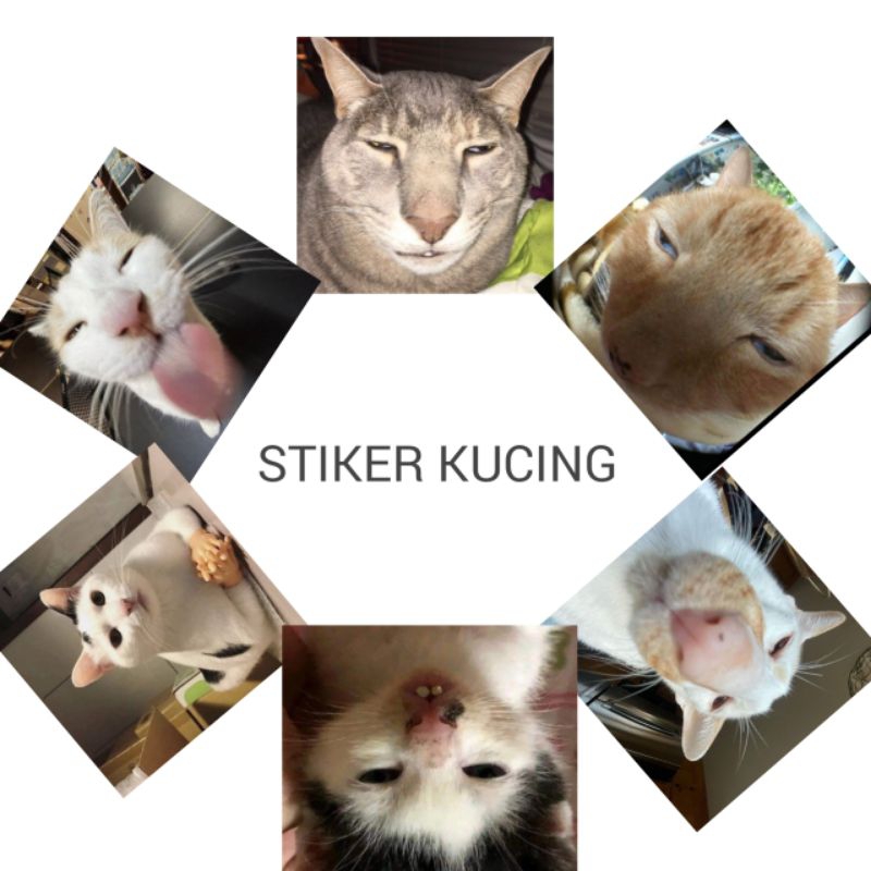 

stiker kucing