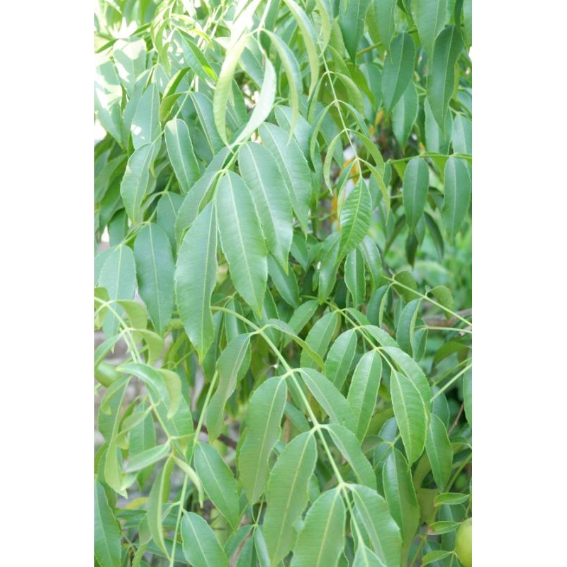 

DAUN KEDONDONG DI PETIK LANGSUNG