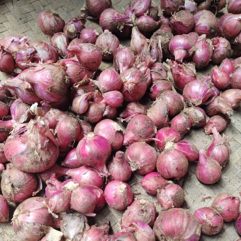 

bawang merah