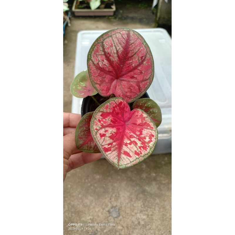 Caladium tootsie thai series ekonomis