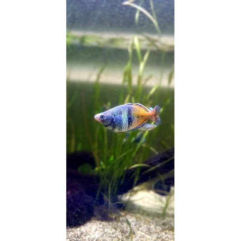 Ikan Hias Rainbow Boesemani