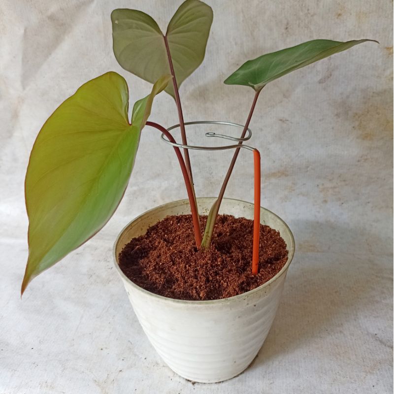 Kawat Penyangga Tanaman/Turus Keladi