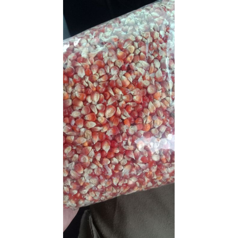 jagung merpati merah