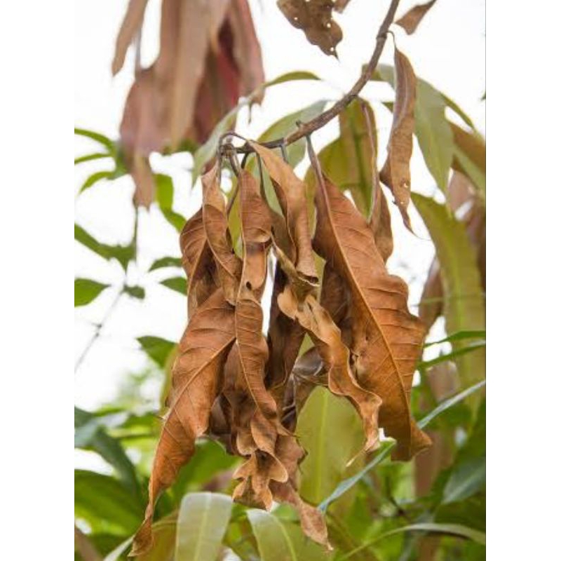 

Daun mangga kering organik berat 100g untuk obat herbal