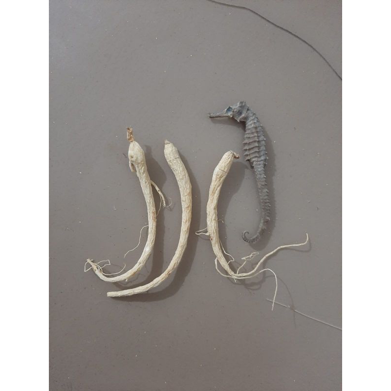 

akar ginseng 3pcs + KL Hai Ma 1pcs