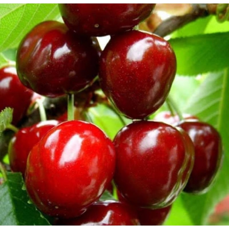 Bibit Pohon Buah Ceri Tanaman Buah Ceri Siap Berbuah Segar Terawat DD60