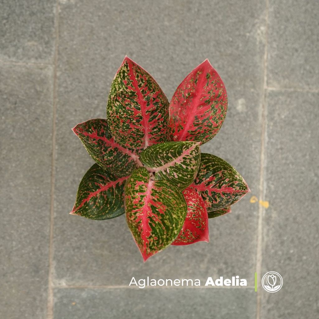 Aglonema Adelia