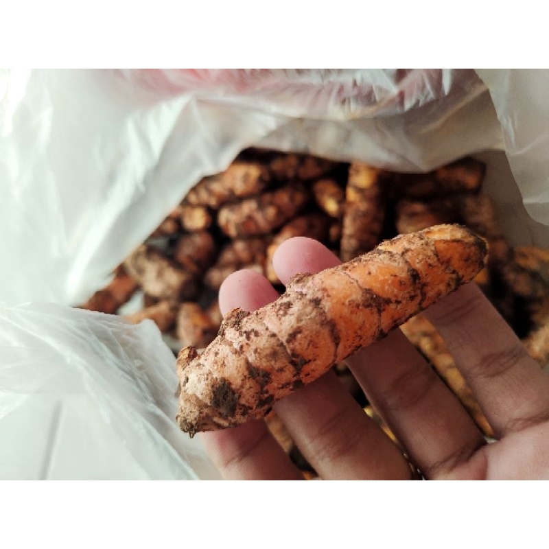 

kunyit kunir ukuran sedang dan besar 250 gram 500 gram 1 kg fresh sepanjang hari