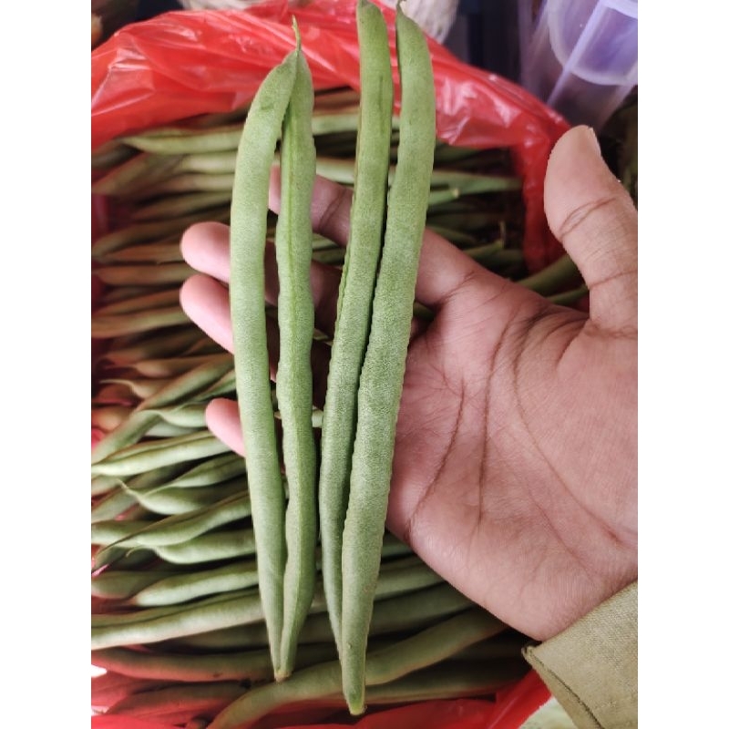 

Buncis kacang kacangan Fresh 250 gram 500 gr 1 kg, ½kg fresh setiap hari