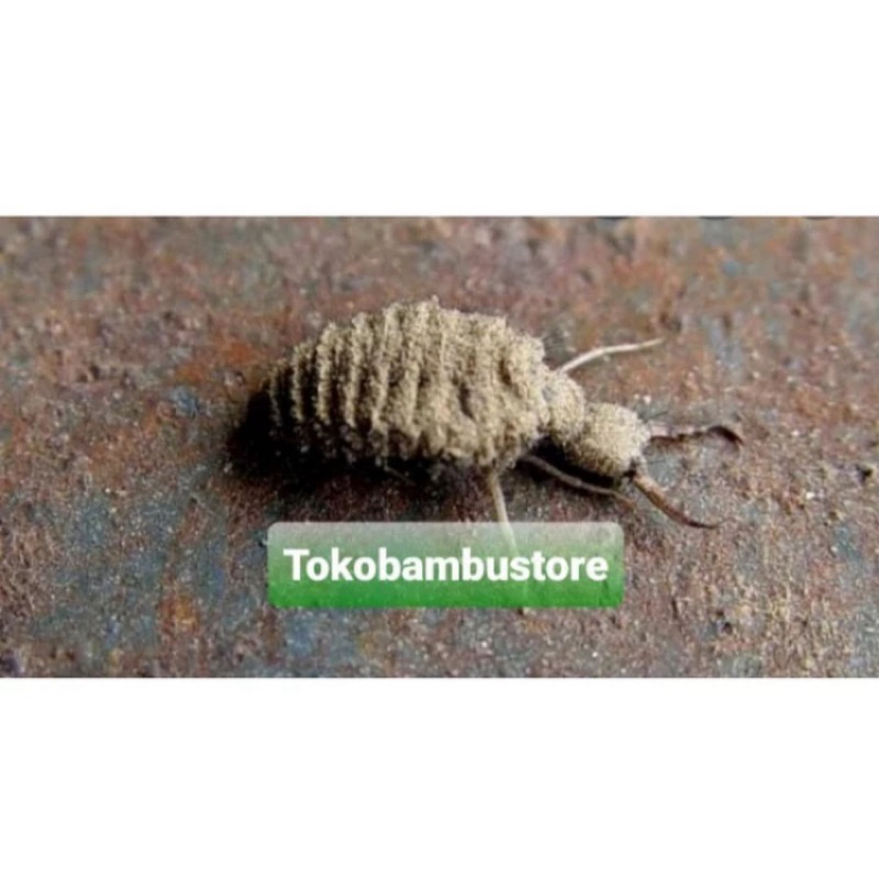 

Undur undur alami isi 25 pilihan-az