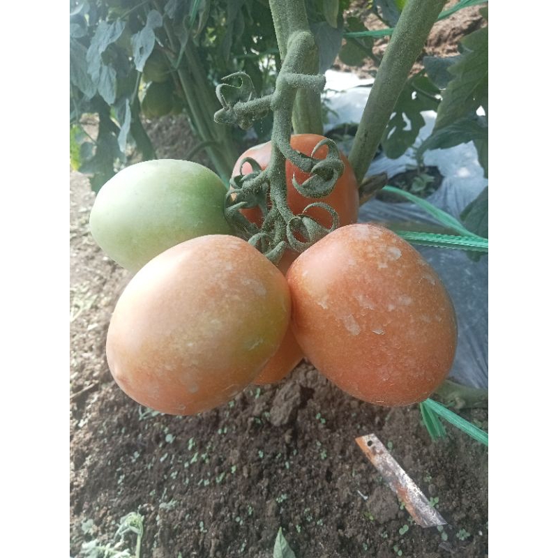 

tomat fresh harga per KG