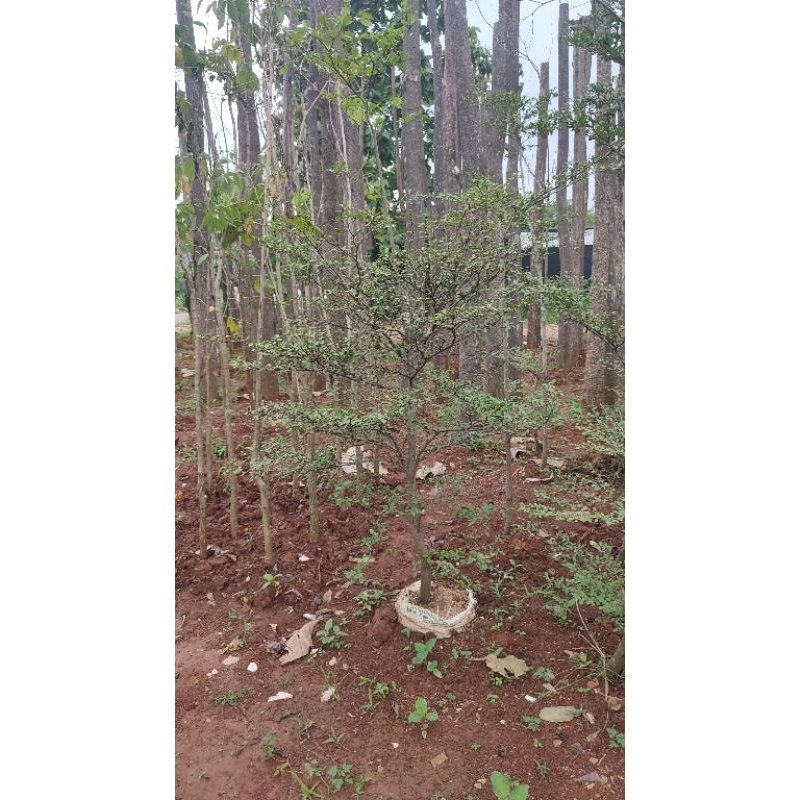 pohon ketapang kencana 2 meter