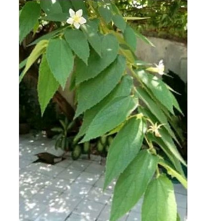 

DAUN GRASEM / KRESEN 1 PACK ISI 25 BIJI