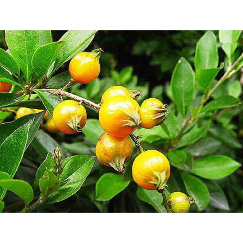 

Duranta erecta fruit teh tehan / sinyo nakal