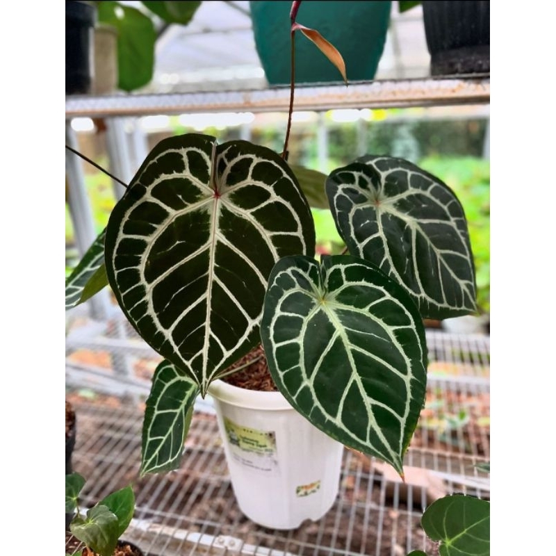 Tanaman Hias Anthurium Red Crystallinum-Anthurium Red Crystallinum 3-4 Daun