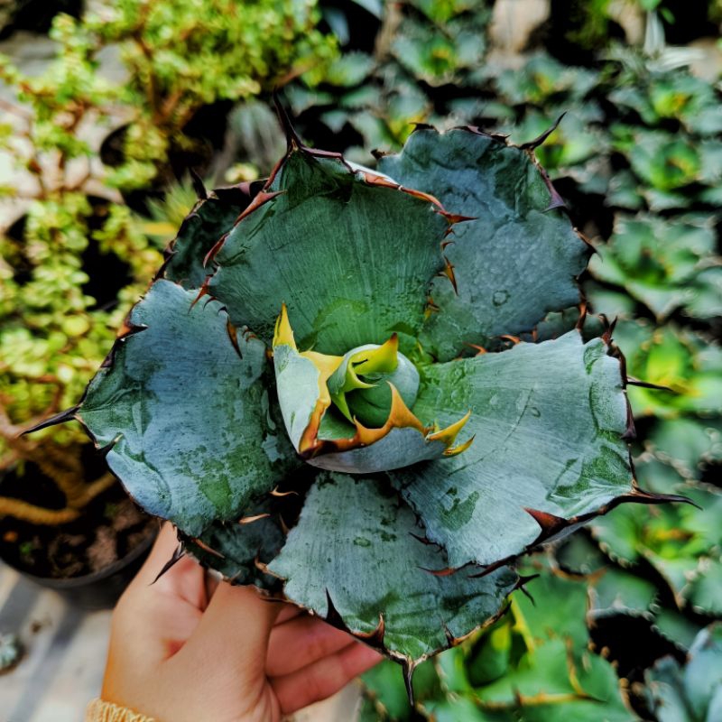 Agave titanota Blueball